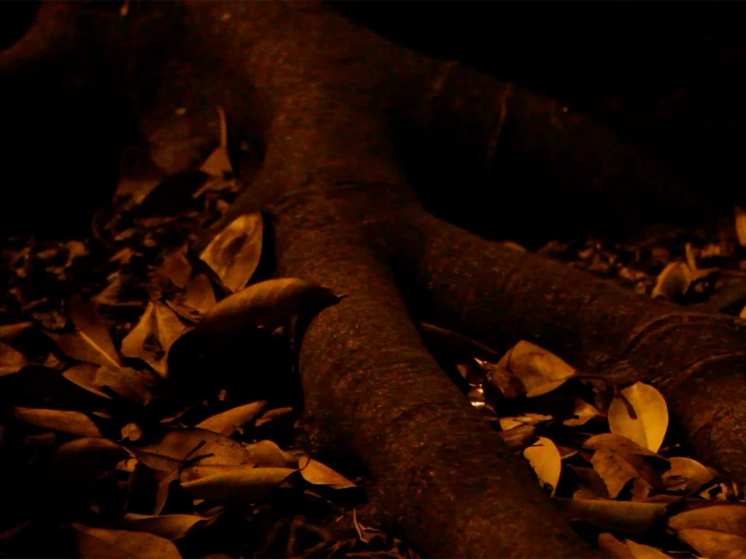 NoJardim_still
